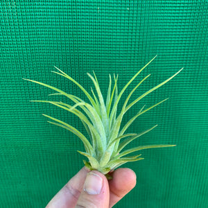 Tillandsia - Ionantha 'Sumo White’ (Wholesale)
