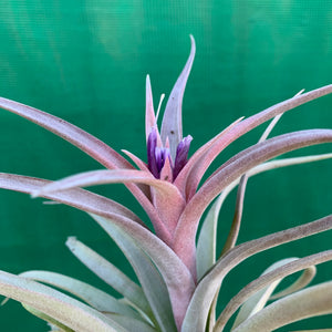 Tillandsia - Hondurensis x Capitata Marron ex. BG