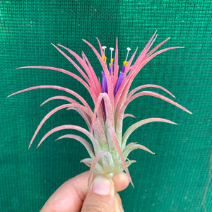 Tillandsia - ionantha ‘Curly Leaf’ (Wholesale)