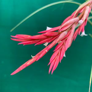 Tillandsia - Globosa x Vernicosa ex. Holm