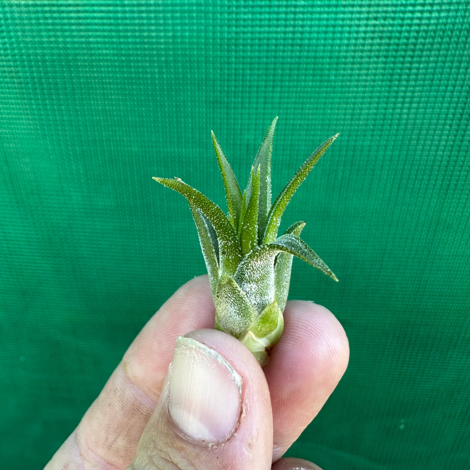 Tillandsia - ionantha ex. BK - Air Plant Decor