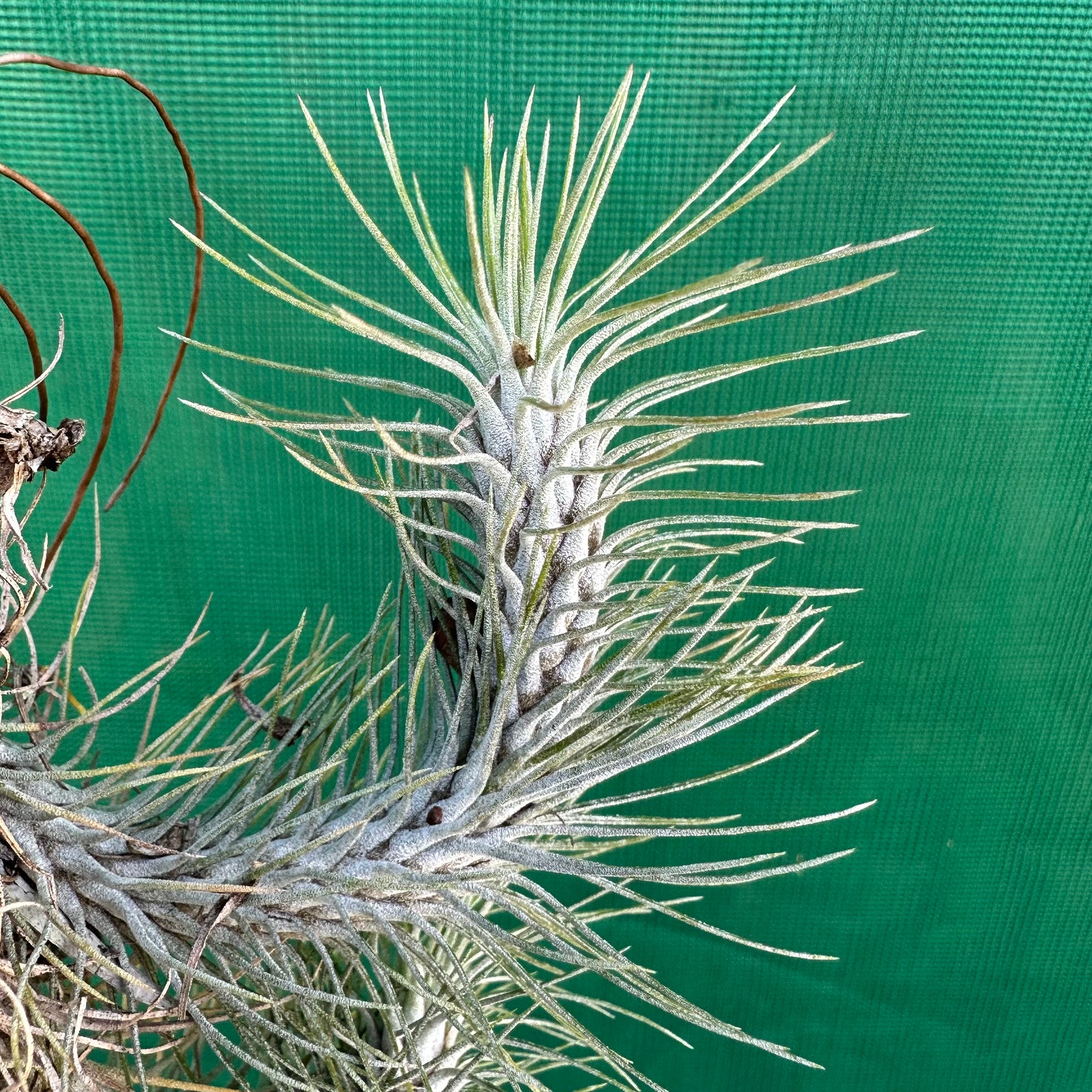 Tillandsia - funckiana ‘Marron’