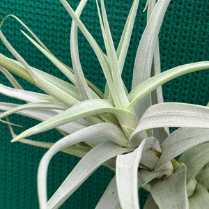 Tillandsia - paleacea ‘Tight Compact’ ex. PT