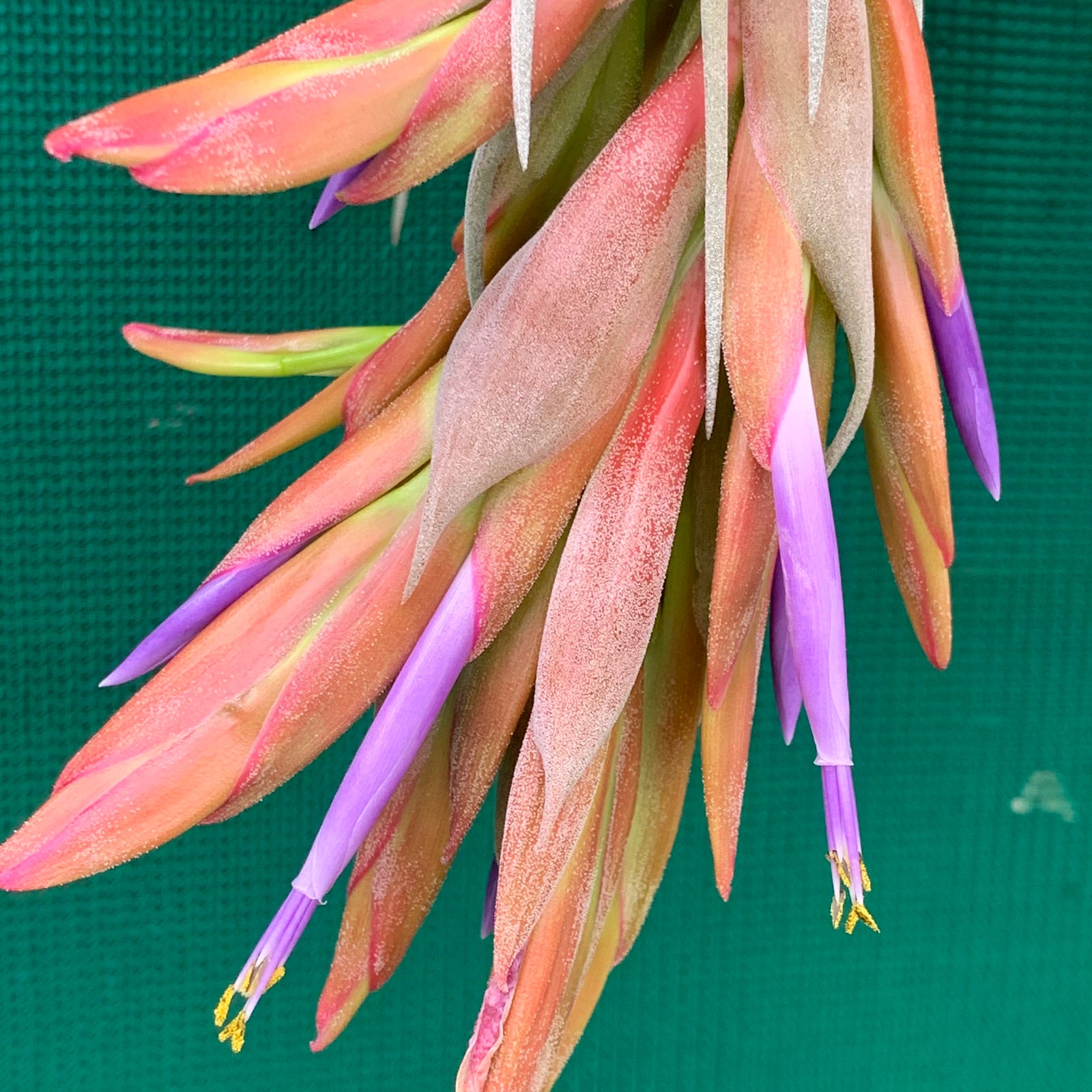 Tillandsia - x correalei ex. PT