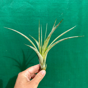 Tillandsia - fasciculata v. Chacalapa NR58