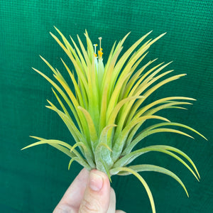 Tillandsia - Ionantha 'Sumo White’ (Wholesale)