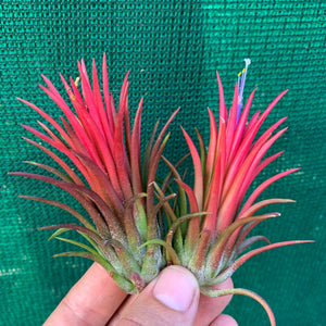 Tillandsia - Ionantha 'Thai Fuego' (Wholesale)