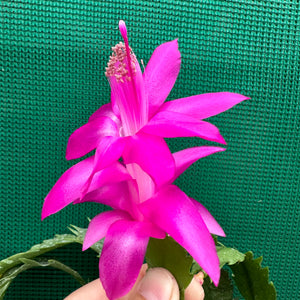 Zygocactus Saint Charles