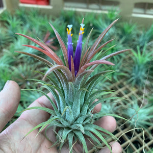 Tillandsia - ionantha ‘APD001’ (Wholesale)