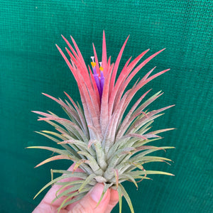 Tillandsia - ionantha 'Pink Beauty' (Wholesale)