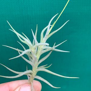 Tillandsia - funebris