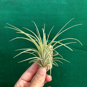 Tillandsia - fasciculata