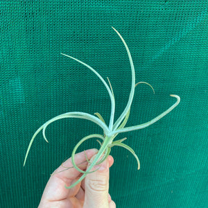 Tillandsia - glabrior (Wholesale)