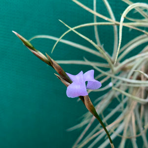 Tillandsia - bandensis ‘Large Form’ ex. CL (Fragrant) NEW