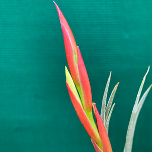 Tillandsia - glabrior x pueblensis (Mex) ex. NR