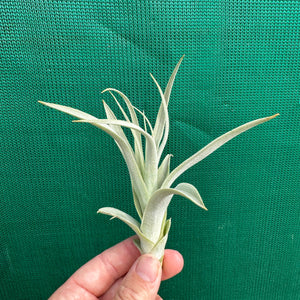 Tillandsia - straminea ex. BD (Fragrant)