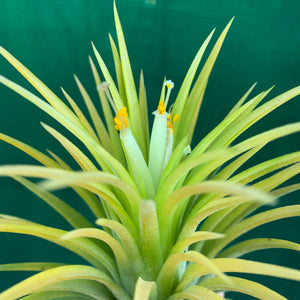 Tillandsia - Ionantha 'Sumo White’ (Wholesale)