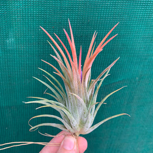 Tillandsia - ionantha ‘Honduras’ ex. CV (Wholesale)