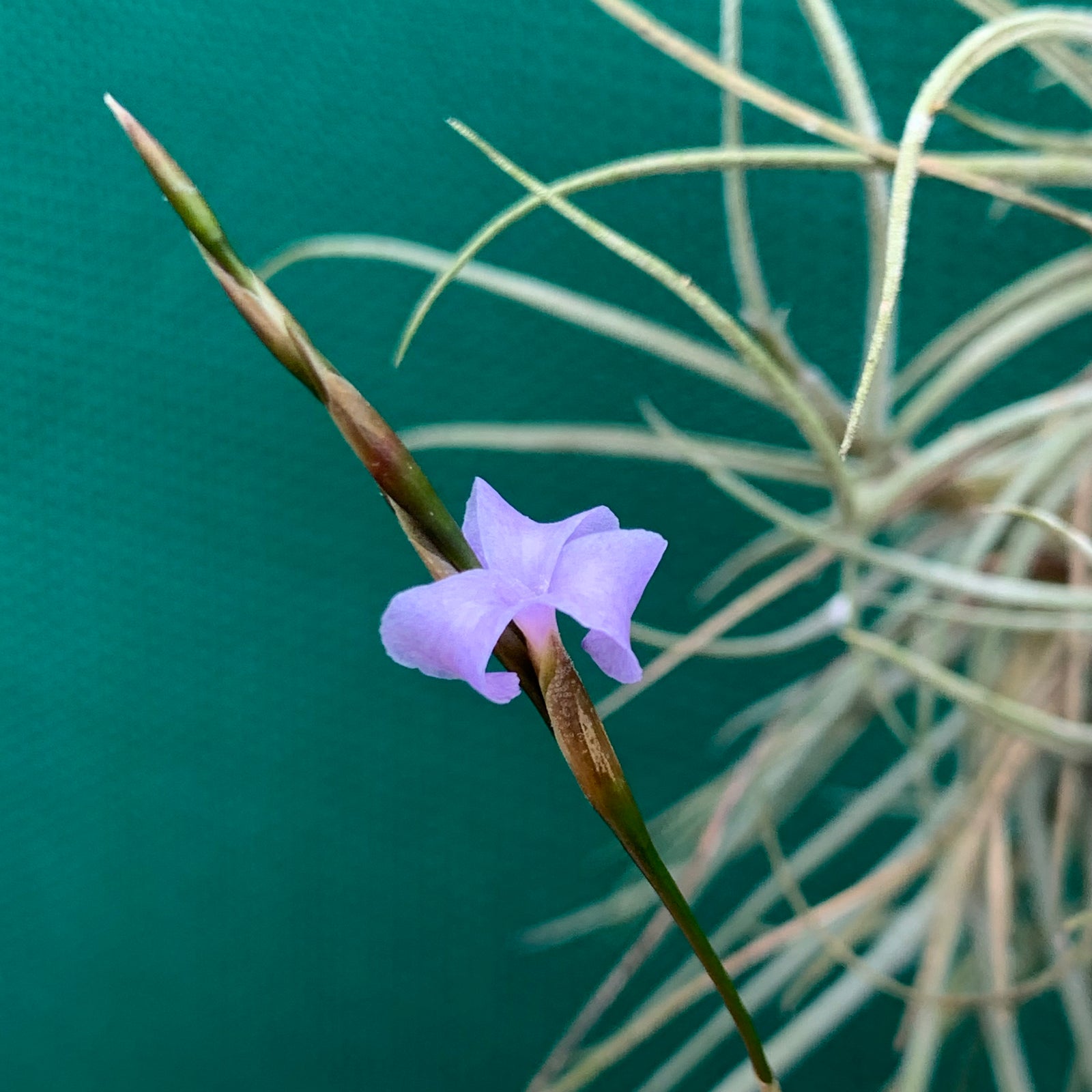 Tillandsia - bandensis ‘Large Form’ ex. CL (Fragrant)