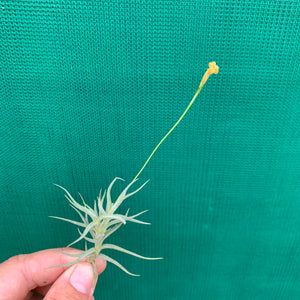 Tillandsia - funebris