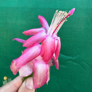 Zygocactus Rosebud