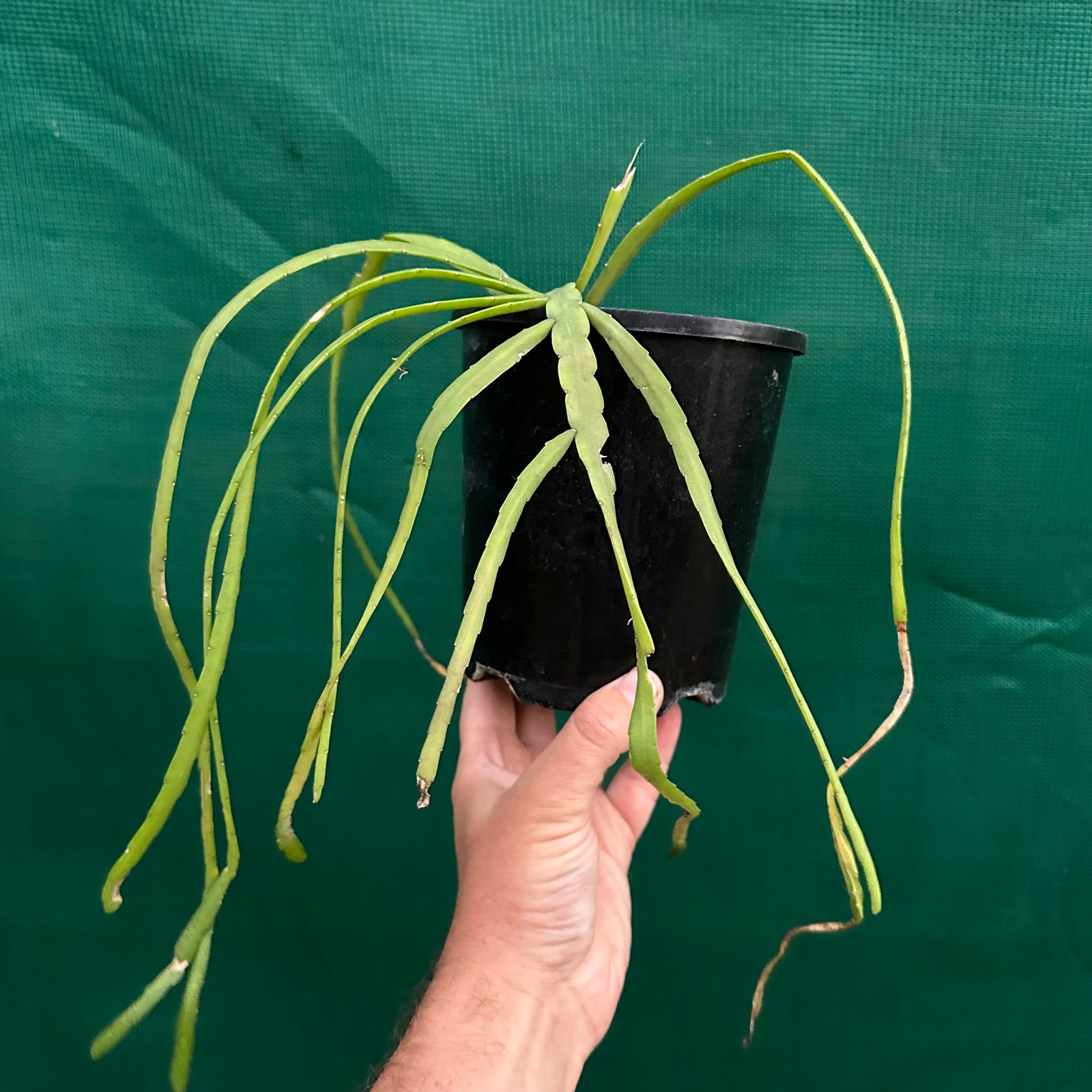 Lepismium bolivianum White R68