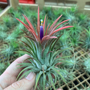 Tillandsia - ionantha ‘APD001’ (Wholesale)