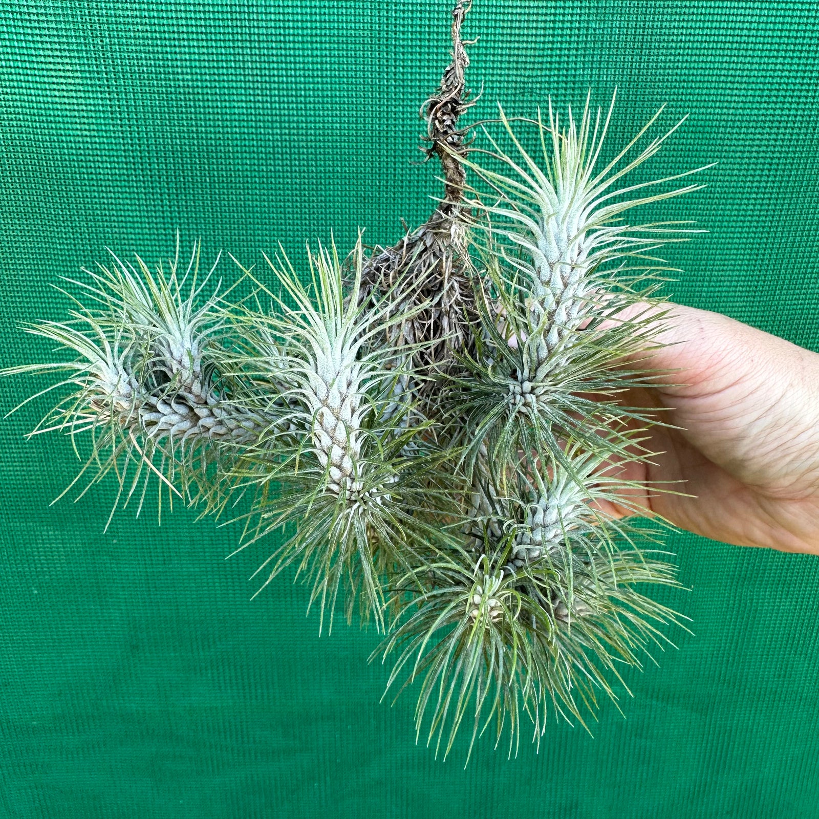 Tillandsia - funckiana ‘Marron’