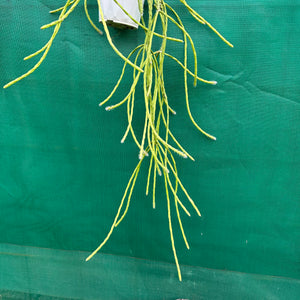 Rhipsalis flaggeliformis