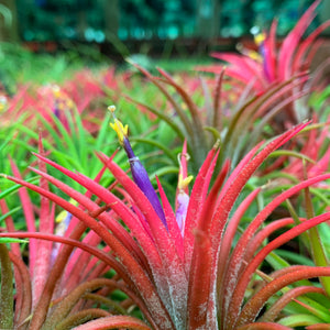 Tillandsia - ionantha ‘Curly Leaf’ (Wholesale)