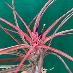 Tillandsia - Success Story ex. RFI