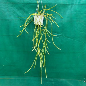 Rhipsalis flaggeliformis