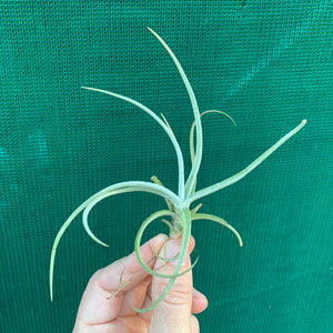 Tillandsia - glabrior (Wholesale)