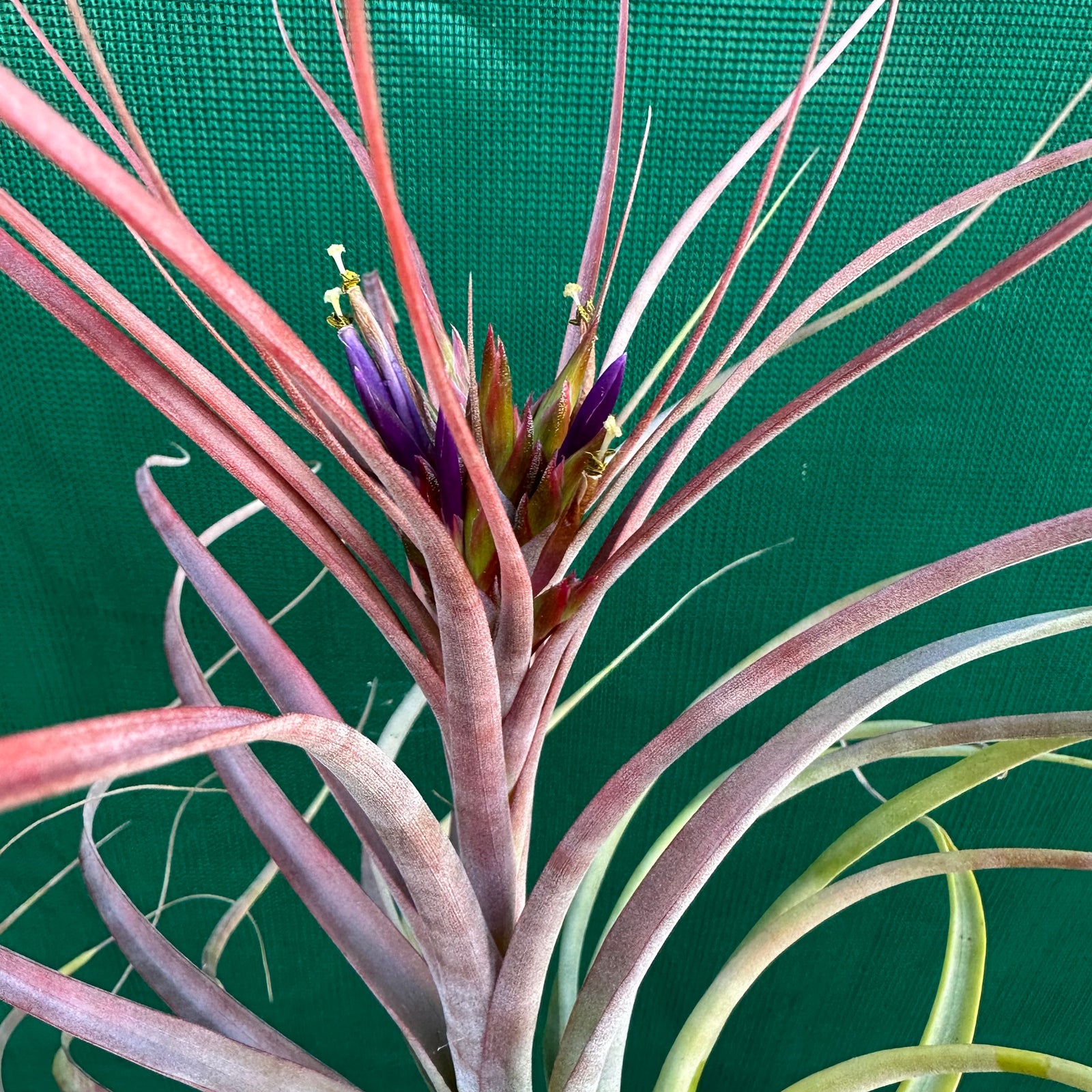 Tillandsia - Maria Teresa L ex. JO