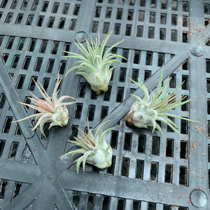 Tillandsia - ionantha 'Stricta' (Wholesale)