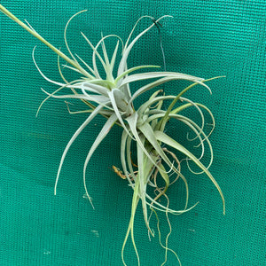 Tillandsia - paleacea ‘Tight Compact’ ex. PT