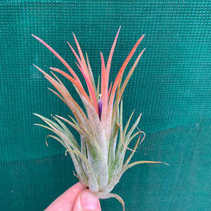 Tillandsia - ionantha ‘Honduras’ ex. CV (Wholesale)