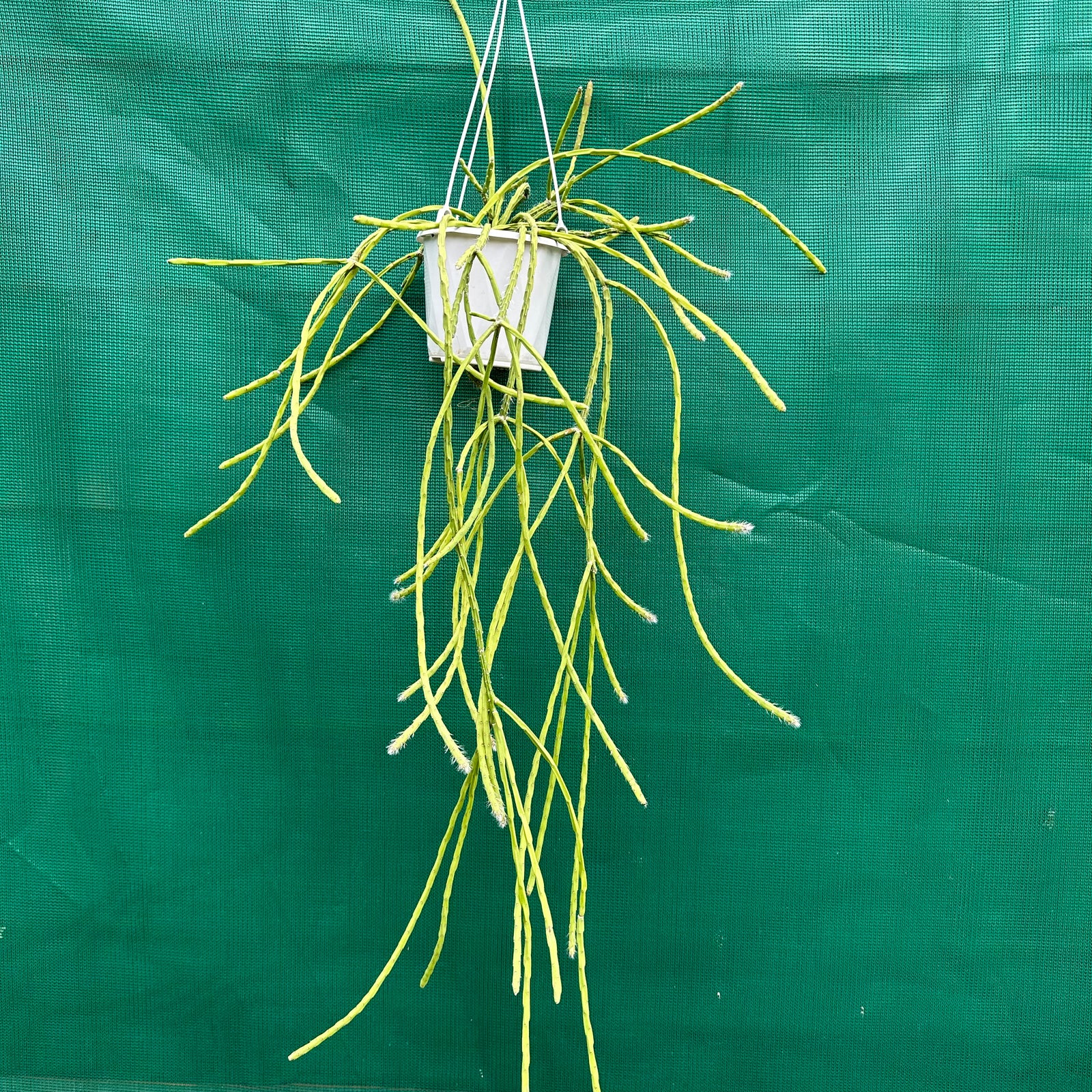 Rhipsalis flaggeliformis R65