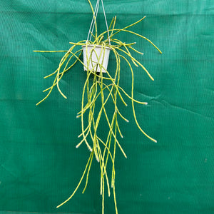 Rhipsalis flaggeliformis