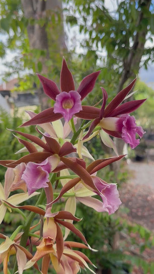 Swamp Orchid - Phaius australis