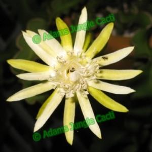 Epiphyllum 'Curly Sue' guatemalense monstrose - EP16