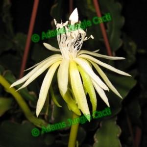 Epiphyllum 'Curly Sue' guatemalense monstrose - EP16
