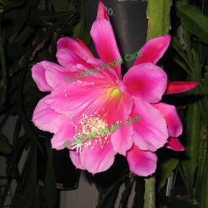 Epi. Hybrid Santa Barbara EH54