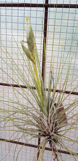 Tillandsia - Milk Junket NEW