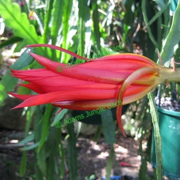 Heliocereus Speciosus ssp. Speciosus - EP9