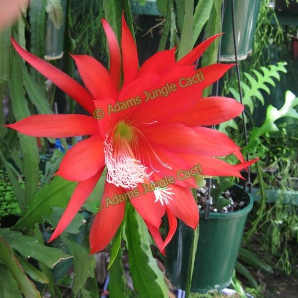 Heliocereus Speciosus ssp. Speciosus - EP9