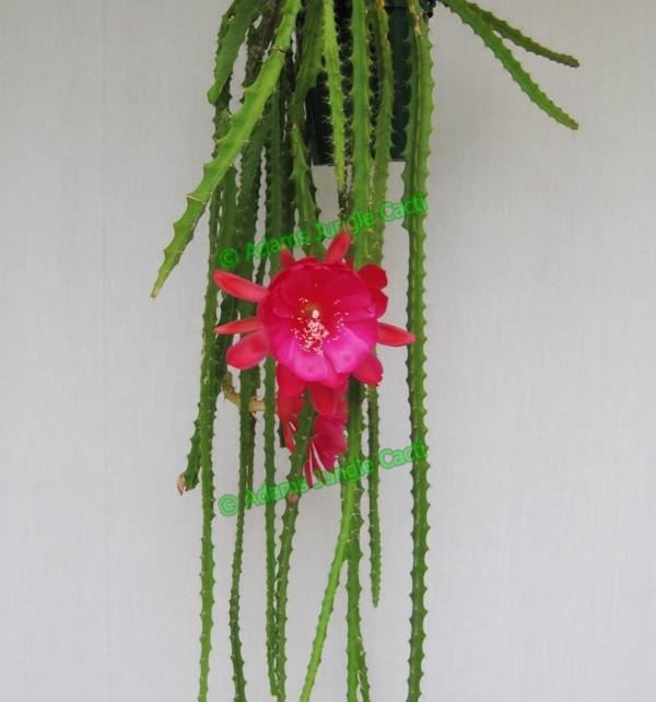 Aporophyllum Strawberry Fair A2