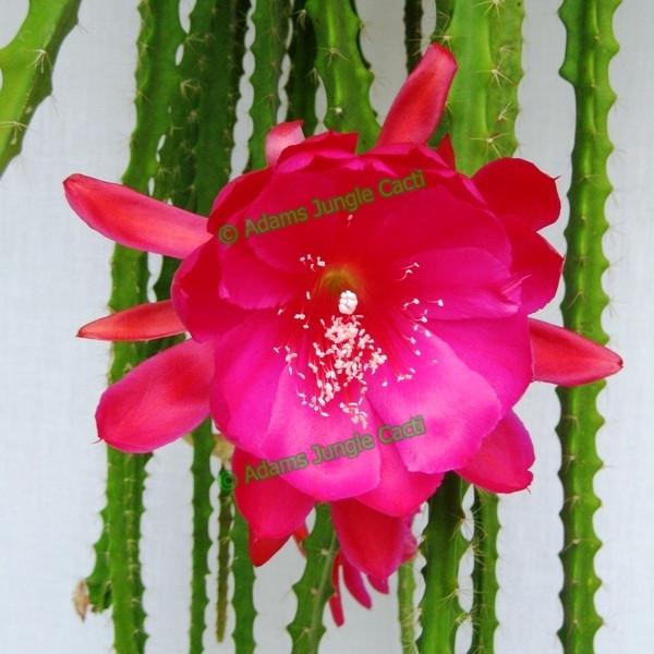 Aporophyllum Strawberry Fair A2