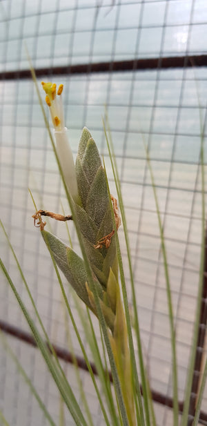 Tillandsia - Milk Junket NEW