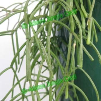 Rhipsalis clavata - R24